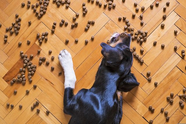 Dog-Futter Dog-Futter