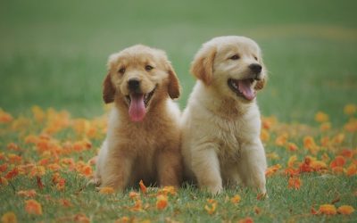 Olivenöl für Hunde – Können Hunde Natives Olivenöl extra essen?