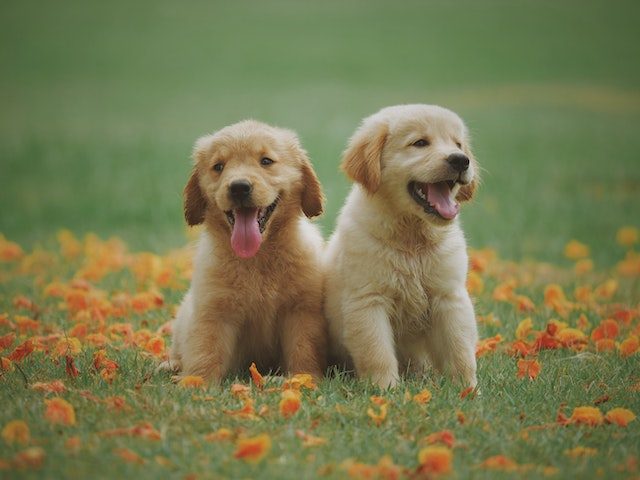 Olivenöl für Hunde-Können Hunde Natives Olivenöl Extra essen?Hunde-Welpen