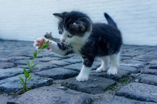 Katze