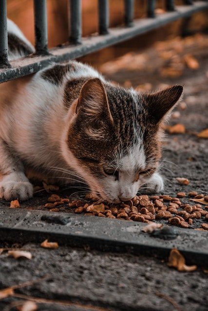 Katzenfutter