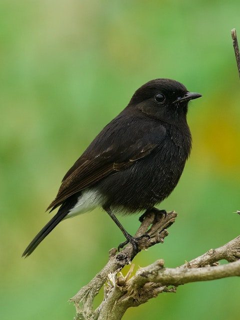 Schwarzer Singvogel