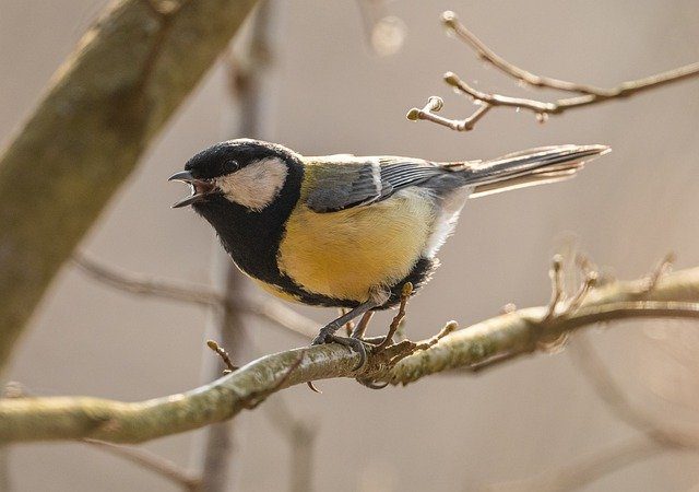 Natives Olivenöl Extra ohne Vogelmord?
