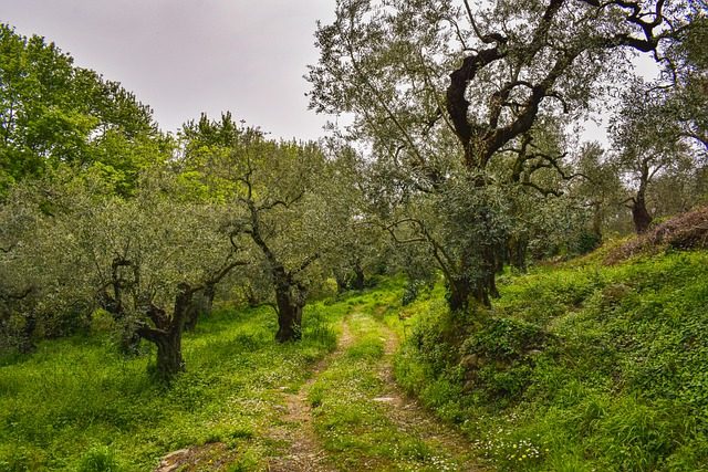 olive-grove