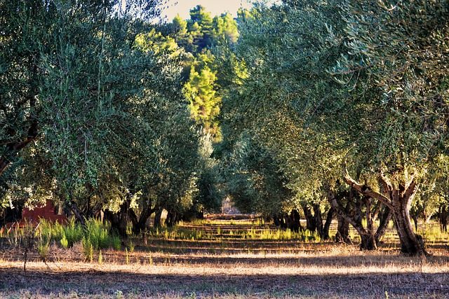 olive-tree-g