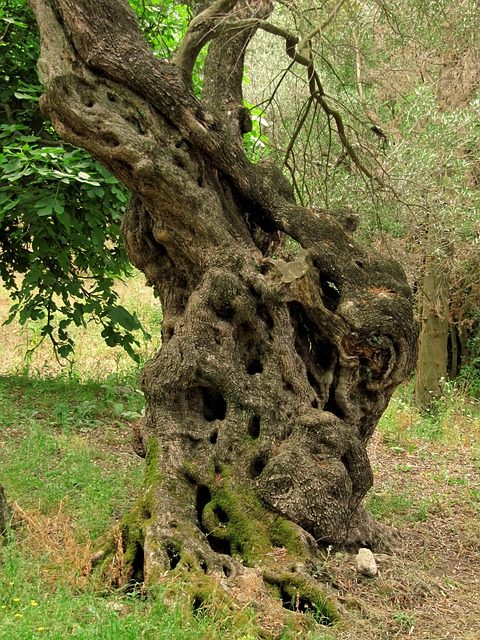 olive-tree