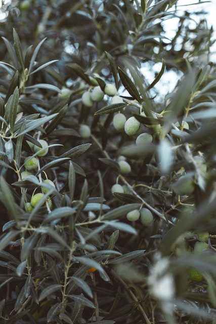 Oliven12