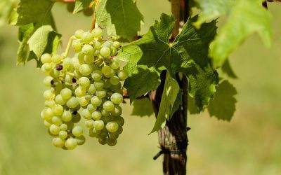 Wie gesund ist Balsamico?