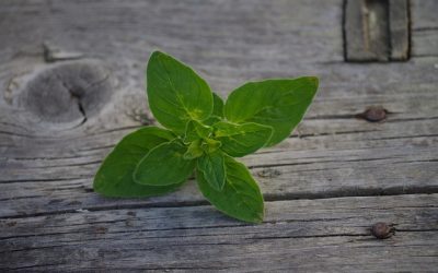 Wie schmeckt Oregano?