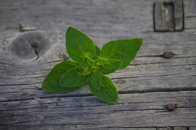 Was ist Oregano? Wie schmeckt Oregano? Oregano zum würzen?
