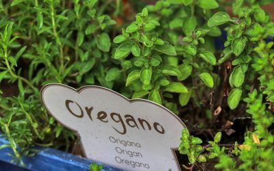 Was kann ich mit Oregano würzen?
