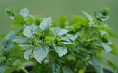 Oregano gehört zur welcher Pflanzenfamilie?